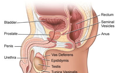 Erectile Dysfunction: Causes, Symptoms, and the Role of Nutrition in Treatment